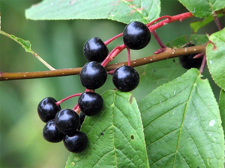 Чёрные плоды на кусте 