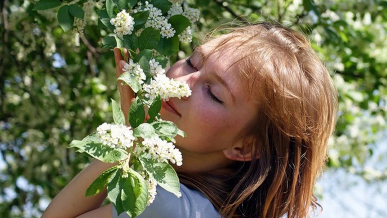 Любоваться или нюхать цветки черёмухи 