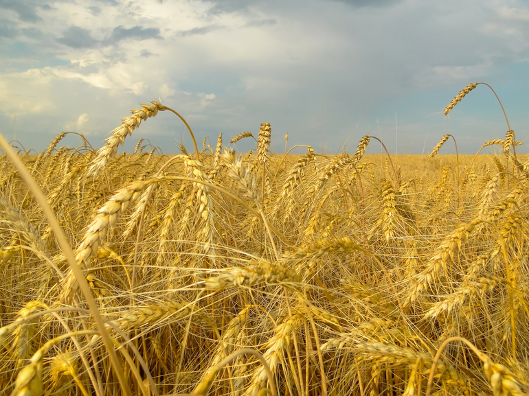 К чему снится пшеница: значения сна по сонникам