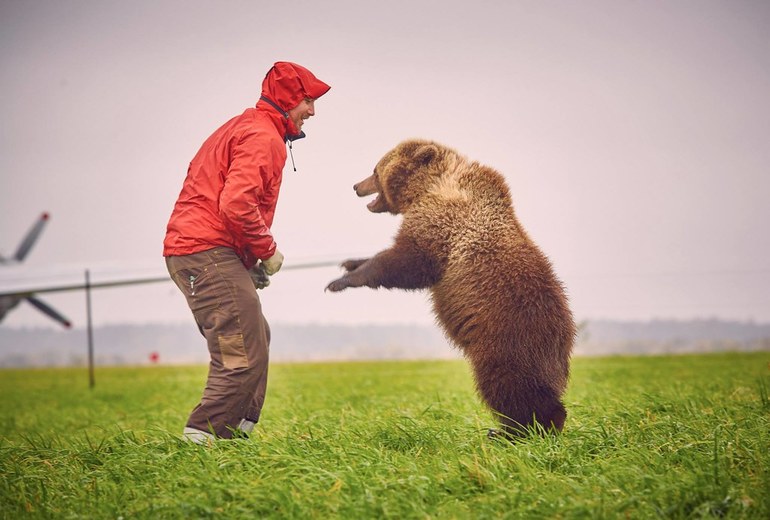Погоня медведя