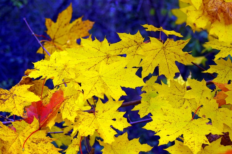 Осенние листья, окрашенные в жёлтый цвет 