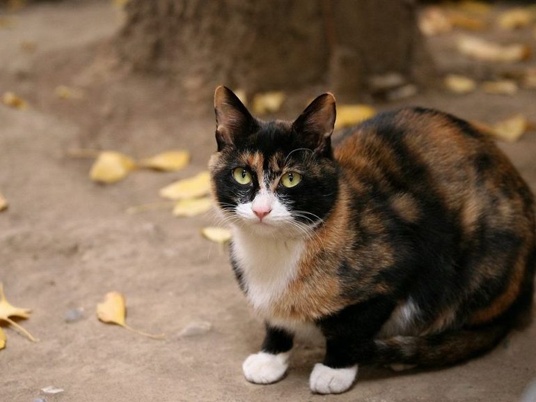 Трехцветная кошка сонник