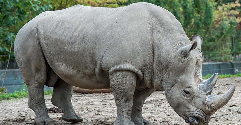 К чему снится носорог