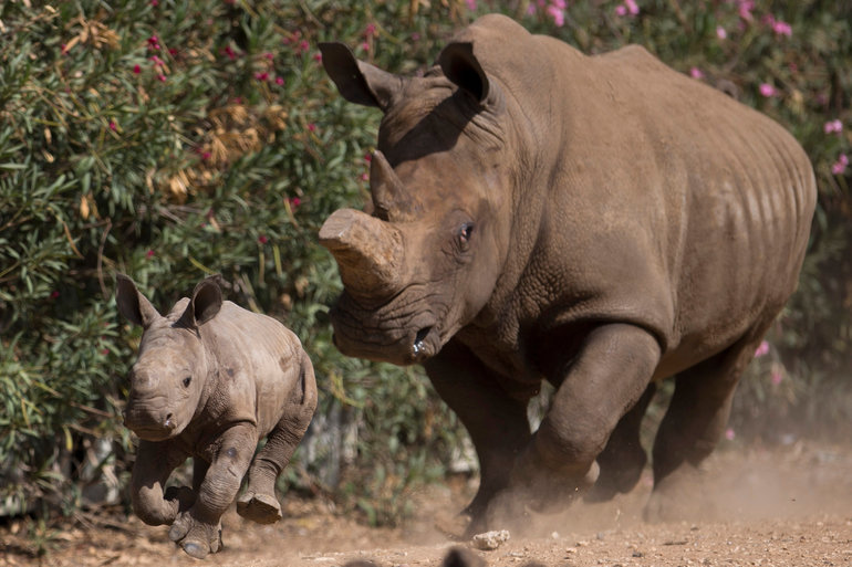 Значение сна, где убегаешь от носорога