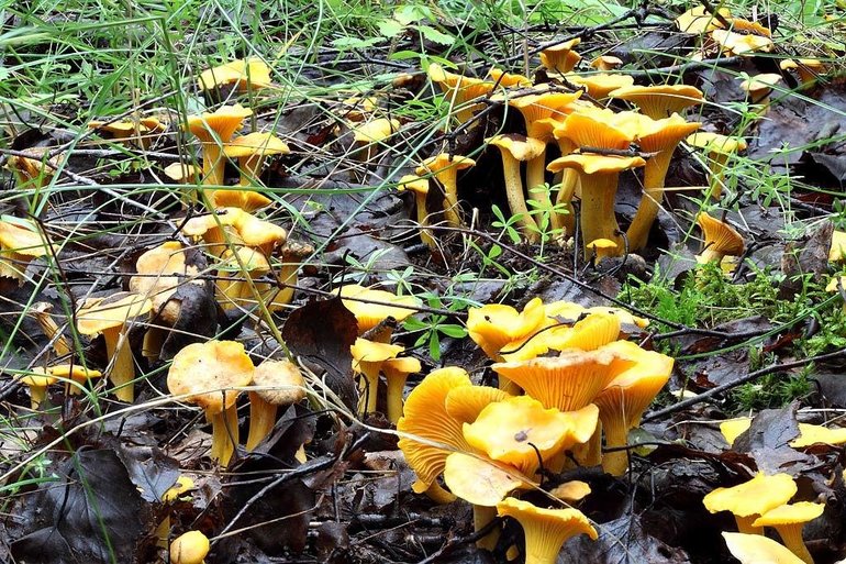 Лесные грибы лисички