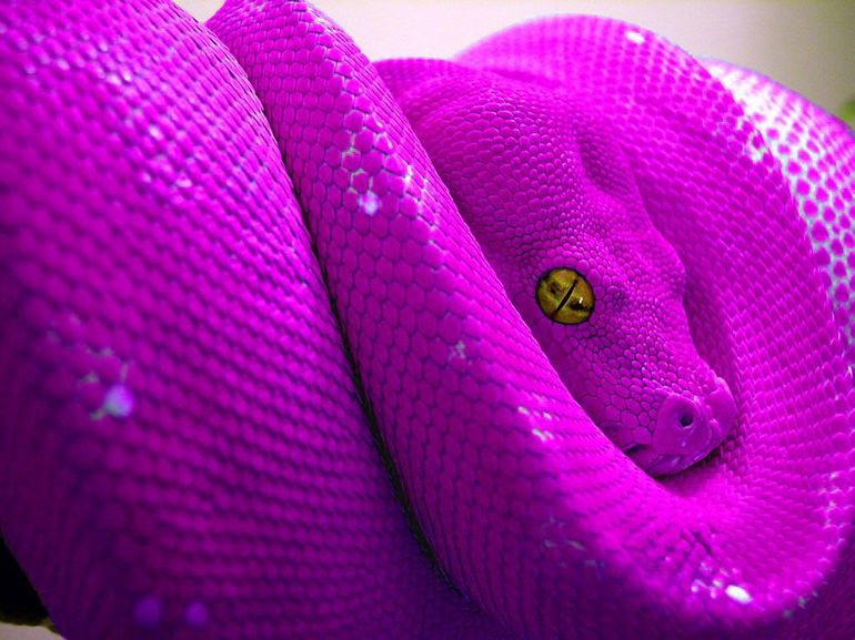 Змея розового цвета