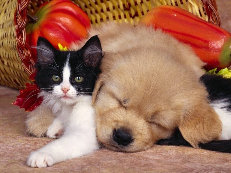 Котенок и щенок снятся вместе 