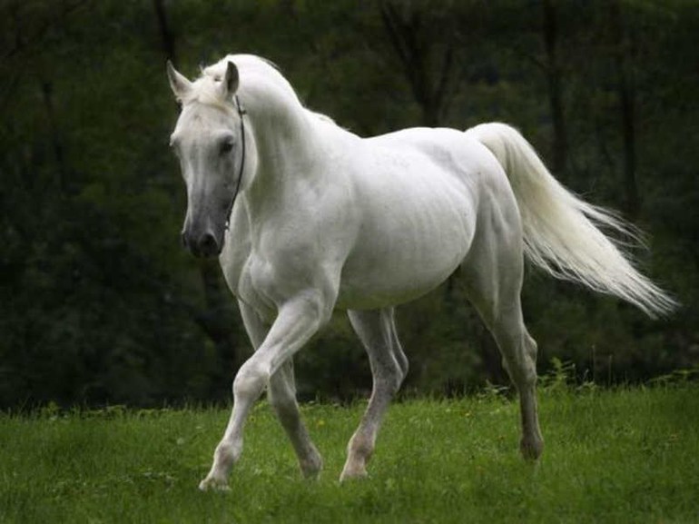 К чему снится белый конь