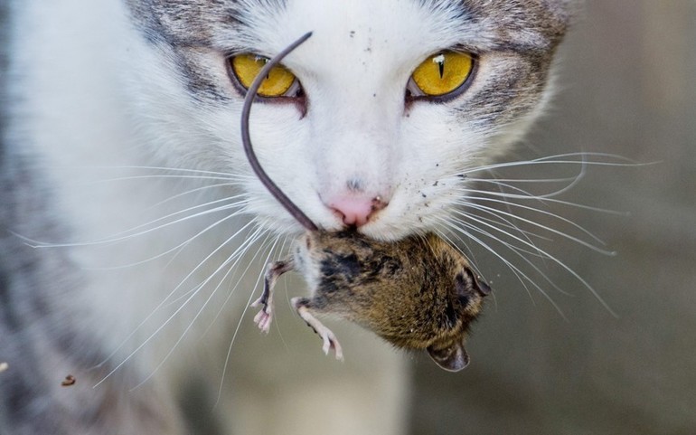Кот бросается на мышь и хватает ее одним прыжком 