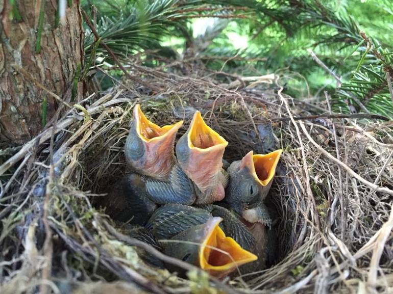 Как выглядели живущие в гнезде птенцы.