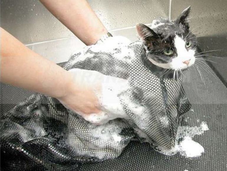К чему снится мыть кота