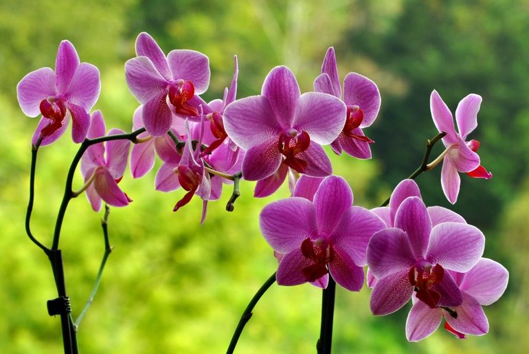 Сонник орхидея 