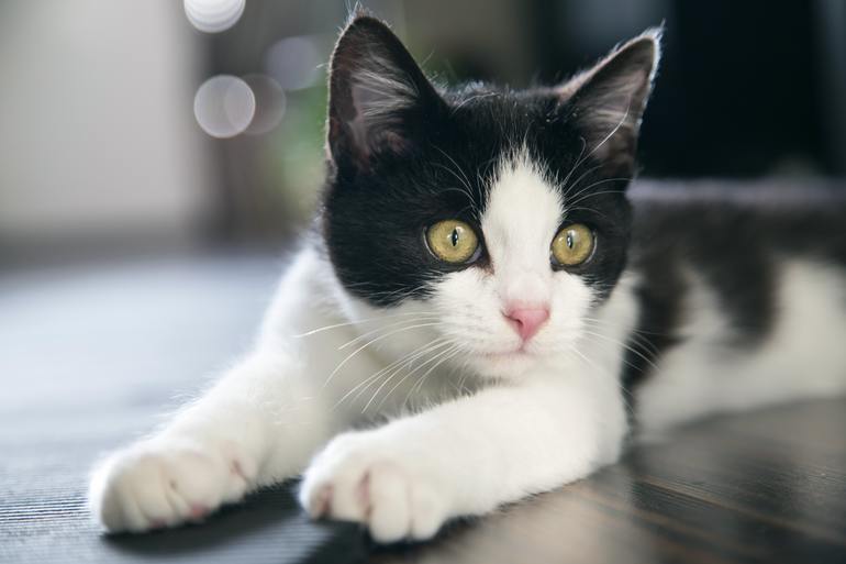  сонник черно белый кот
