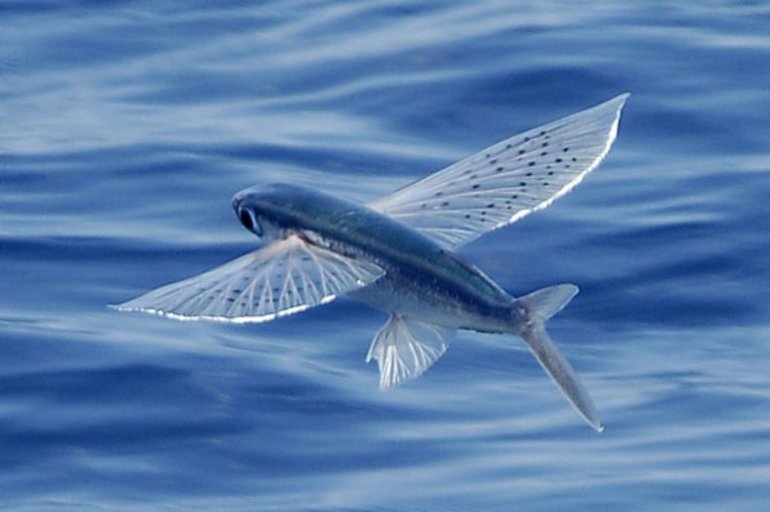 Летающие рыбы