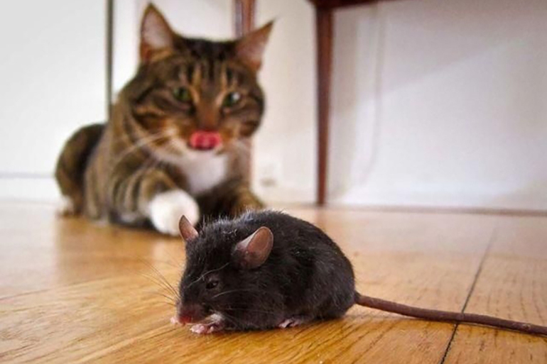 Если кошка упустит крысу 