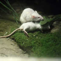 К чему снятся белые или серые дохлые мыши и крысы