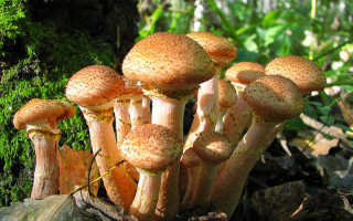 К чему снятся опята и другие грибы: трактовка сонников