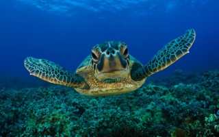 К чему снится черепаха в воде: значение сна в сонниках