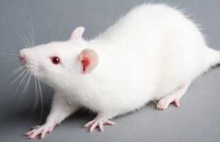К чему снится белая крыса: толкование по различным сонникам
