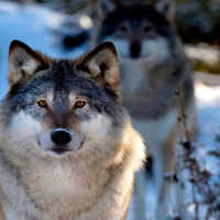 К чему снится охота на волков и других животных: значение в сонниках