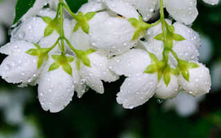 Толкования сонников: к чему снятся белые цветы