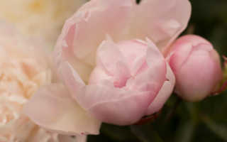 К чему снятся пионы розового, белого или другого цвета