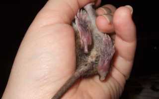Что означает убить крысу во сне: толкования сонников