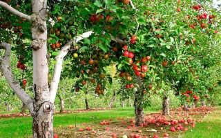 Трактовки разных сонников: к чему может присниться яблоня с яблоками