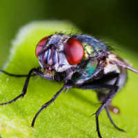 К чему снятся мухи: толкование по различным сонникам