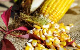 К чему снится кукуруза: желтые зерна и початки