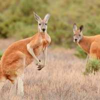 К чему снится взрослый или маленький кенгуру: мнение сонников