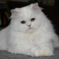 Толкования сонников: к чему снится белый кот женщине