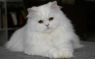 Толкования сонников: к чему снится белый кот женщине