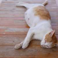 К чему снится беременная кошка: толкования популярных сонников