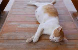 К чему снится беременная кошка: толкования популярных сонников