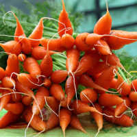 К чему снится морковь: толкование по сонникам