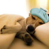 К чему снится больная собака: толкования сонников