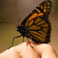 Толкования к чему снятся много красивых бабочек по сонникам
