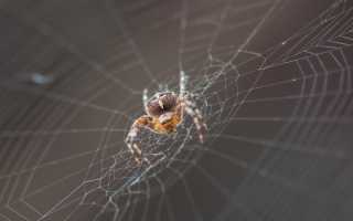 К чему снятся пауки и паутина: трактовка по сонникам