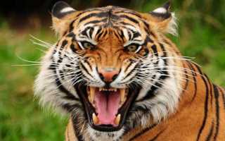 К чему снится тигр: толкование по различным сонникам