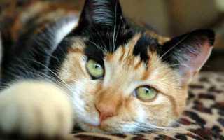 К чему снится трехцветная кошка: толкование по различным сонникам