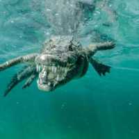 Сон, где снятся крокодилы в воде: значение по сонникам