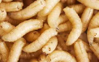 К чему снятся черви и белые опарыши в еде и на теле