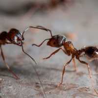 К чему снятся муравьи: толкование по различным сонникам