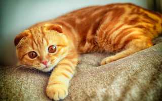 К чему снится рыжая кошка: толкование по соннику