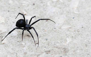 К чему снится большой или маленький черный паук: мнение сонников