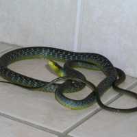 Значение маленьких и больших змей в доме по сонникам