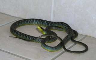 Значение маленьких и больших змей в доме по сонникам