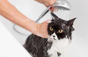 К чему снится мыть кота или кошку по разным сонникам