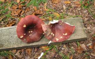 К чему снятся червивые грибы: толкования сонников